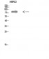 ALB Polyclonal Antibody